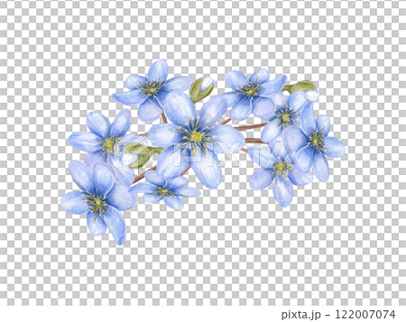 Bouquet of spring blue hepatica primroses botanical watercolor illustration isolated background. Wildflowers liverwort composition for Valentine day greeting card, birthday invitation, package decor 122007074