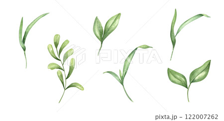 Watercolor green blades of grass plant, branches with leaves set illustration. Meadow wild primrose floral hand painted element clip art for greeting card design, invitation, book decor Watercolor green blades of grass plant, branches with leaves set illustration. Meadow wild primrose floral hand painted element clip art for greeting card design, invitation, book decor 122007262