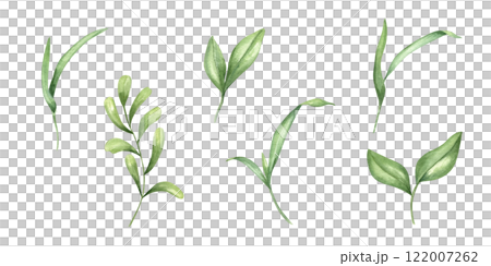 Watercolor green blades of grass plant, branches with leaves set illustration. Meadow wild primrose floral hand painted element clip art for greeting card design, invitation, book decor 122007262