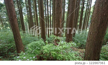 木草木あと斜面2677611 木草木あと斜面2677611 122007361