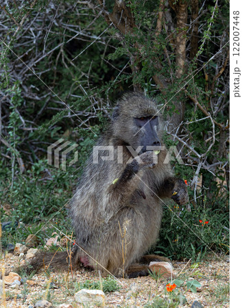 Chacma baboon looks at camera, monkey sits and chews a leaf. wildlife Chacma baboon looks at camera, monkey sits and chews a leaf. wildlife 122007448