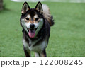ドッグランを楽しんでいる柴犬 122008245