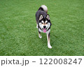 ドッグランを楽しんでいる柴犬 122008247
