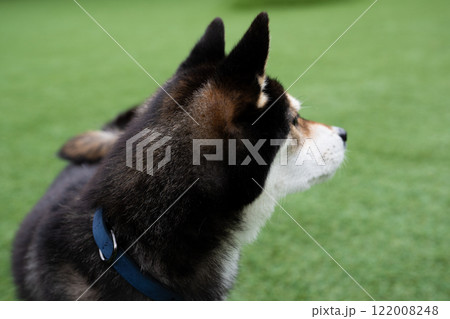 ドッグランを楽しんでいる柴犬 122008248