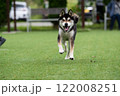 ドッグランを楽しんでいる柴犬 122008251