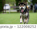 ドッグランを楽しんでいる柴犬 122008252