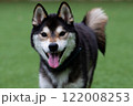 ドッグランを楽しんでいる柴犬 122008253