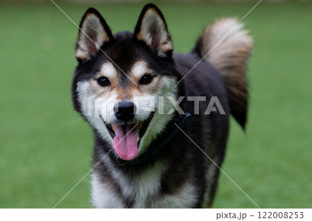 ドッグランを楽しんでいる柴犬 122008253