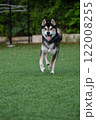 ドッグランを楽しんでいる柴犬 122008255