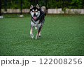 ドッグランを楽しんでいる柴犬 122008256