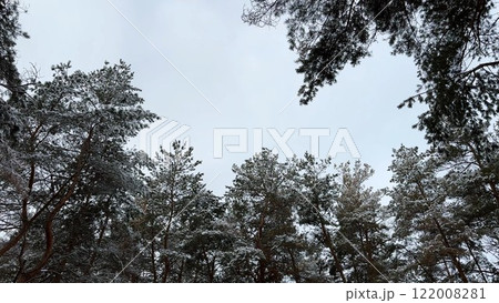 View to tree tops with green snow-covered branches at pine woodland. Beautiful nature landscape at background. Tranquil and idyllic scene concept View to tree tops with green snow-covered branches at pine woodland. Beautiful nature landscape at background. Tranquil and idyllic scene concept 122008281