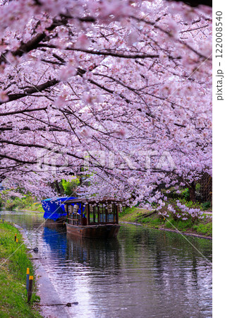 【京都】伏見十石舟の桜(縦写真) 【京都】伏見十石舟の桜(縦写真) 122008540