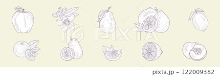 Hand Drawn Fruit and Fresh Juicy Garden Crop Vector Set 122009382