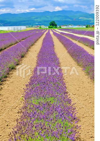 夏の北海道　広大なファーム富田ラベンダーイーストの絶景 122009392