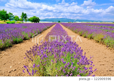 夏の北海道　広大なファーム富田ラベンダーイーストの絶景 122009396