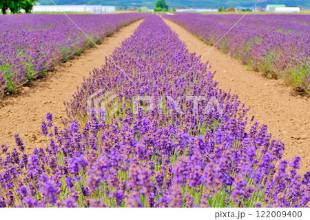 夏の北海道　広大なファーム富田ラベンダーイーストの絶景 122009400