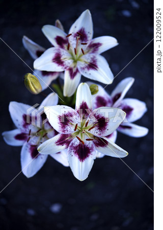 Large red and white lily flowers. Tiger lilies. Lilium candidum. 122009524
