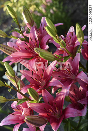 Large red lily flowers. Lilium candidum. 122009527