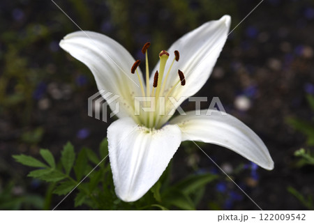 White large lily flowers. Lilium candidum. White large lily flowers. Lilium candidum. 122009542