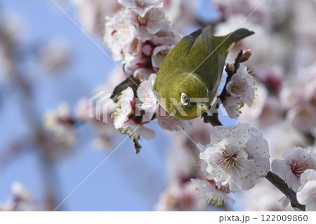 満開の白梅にメジロ (春イメージ)( 躍動イメージ ) 満開の白梅にメジロ (春イメージ)( 躍動イメージ ) 122009860