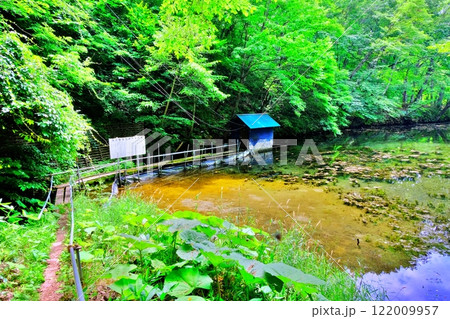 大自然が美しい北海道富良野市 鳥沼公園 緑の沼の風景 122009957