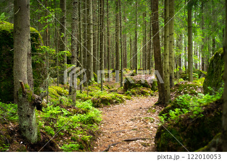 Lush Green Forest Landscape With Moss-Covered Stones and Trees 122010053