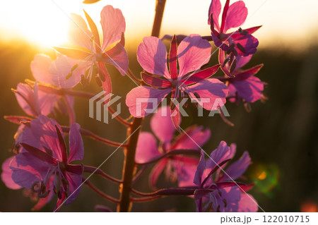 medicinal and edible herb, blooming Sally herb blossoming on field at sunset. macro 122010715