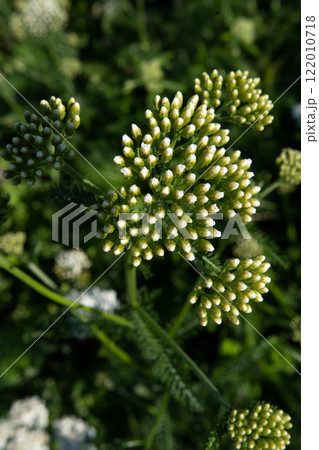 buds of medicinal yarrow herb blossoming on field  at sunny day. close up 122010718