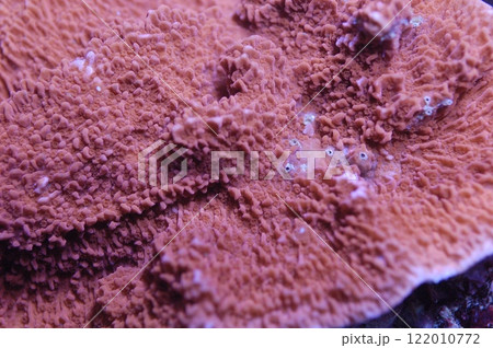 Orange Scrolling Montipora, Montipora spp. 122010772