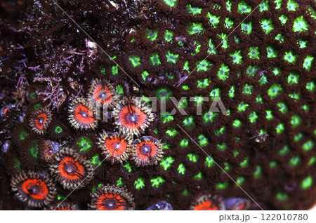Metallic Pink Zoanthids with Green Zoo's, Zoanthus spp. Metallic Pink Zoanthids with Green Zoo's, Zoanthus spp. 122010780