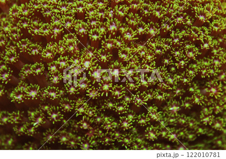 Green Encrusting Flower Pot Coral, Goniopora spp. 122010781