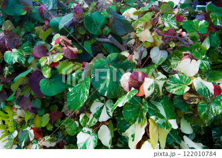 Variegated Sea Hibiscus Tropical Live Plant Maui, Hawaii 122010784