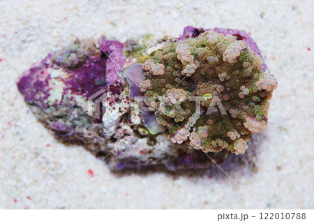 Rainbow Ricordea Yuma, Rainbow Ricordea Rainbow Ricordea Yuma, Rainbow Ricordea 122010788