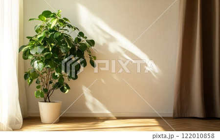 Green plant against a white wall, modern living room with brown curtain and wooden floor, plant in a corner, diffused daylight. 122010858