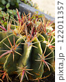 Cactus plants close up little nipple cactus is mammillaria heyderi. It have yellow or white thorn. 122011357