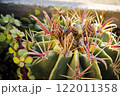 Close up of mammillaria cactus, officinalis, shallow depth of field 122011358