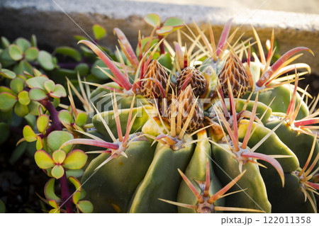Close up of mammillaria cactus, officinalis, shallow depth of field 122011358