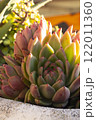Echeveria mexican snowball plant in the middle of the tropical Forest 122011360