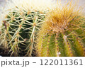 Cacti echinocactus of types differents in the flower shopr. 122011361