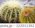 Two beautyful cactus echinocactus in the garden. Close up 122011362
