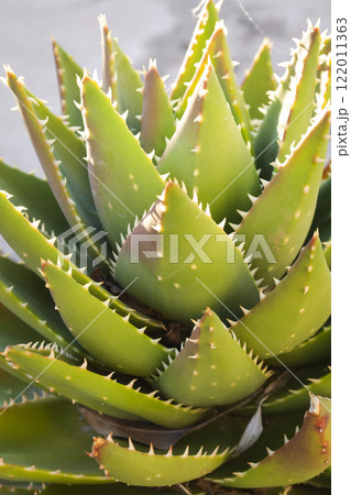 Leaves of medicinal aloe vera plant in the pot 122011363