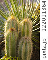 Close up cereus jamacaru, known as mandacaru or cardeiro is a cactus desert 122011364