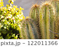 The cactus cereus has sharp thorns. Commonly grown and easy to care for. 122011366