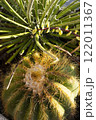 Echinocactus grusonii or golden barrel cactus or golden ball cactus or mother in- aw s cushion close up 122011367