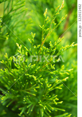 Evergreen Conifer Tree Thuja Arborvitae. 122011482