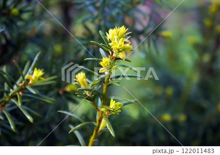 Yew Tree (Taxus Cuspidata). Growing Branches. Selective Focus. 122011483