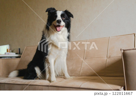 Cute puppy dog border collie sitting playing with funny face on couch at home indoors. Pet dog resting on cozy sofa. Pet care and animals concept. Funny emotional dog 122011667