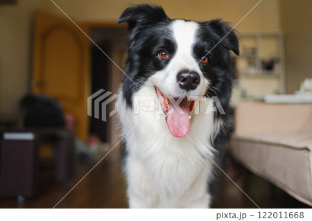 Funny portrait cute puppy dog border collie indoor. Pet dog resting at home. Puppy dog indoors in domestic room. Funny emotional dog having playful mood. Love for pets friendship companion pet care Funny portrait cute puppy dog border collie indoor. Pet dog resting at home. Puppy dog indoors in domestic room. Funny emotional dog having playful mood. Love for pets friendship companion pet care 122011668