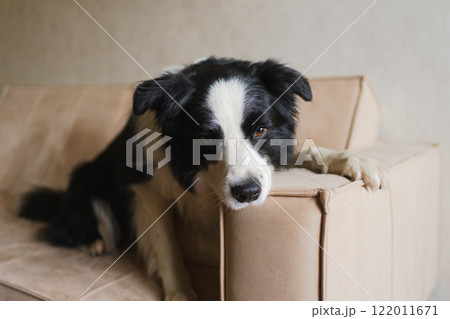 Cute puppy dog border collie lying down playing with funny face on couch at home indoors. Pet dog resting ready to sleep on cozy sofa. Funny emotional dog Love for pets friendship companion pet care 122011671