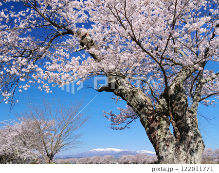一目千本桜と蔵王連峰（宮城県柴田郡大河原町） 122011771